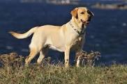 How To Train Labrador Dog