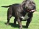 Pitbull Obedience Training