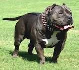 Pitbull Obedience Training