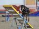Dog Agility Training