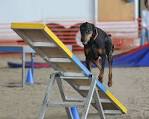Dog Agility Training