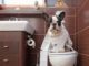 Dog Toilet Training
