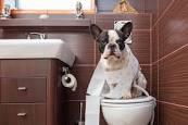 Dog Toilet Training