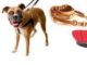 Dog Training Supplies
