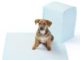 Puppy Training Pads