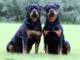 Rottweiler Training