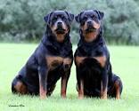 Rottweiler Training