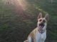 Off Leash Dog Training