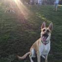 Off Leash Dog Training