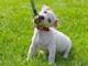 Leash Training