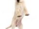 Puppy Jumping And Biting
