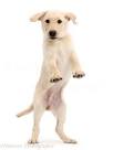 Puppy Jumping And Biting