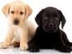 Labrador Retriever Puppy Training