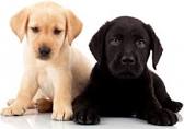 Labrador Retriever Puppy Training