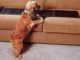 Stop Dog From Jumping On Couch