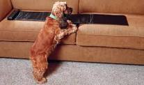 Stop Dog From Jumping On Couch