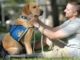Therapy Dog Training