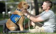 Therapy Dog Training