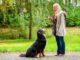 How To Become A Dog Trainer