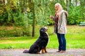 How To Become A Dog Trainer