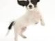 Teach Puppy Not To Jump