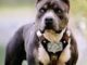 How To Train A Pitbull