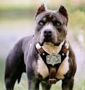 How To Train A Pitbull