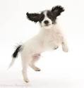 Teach Puppy Not To Jump
