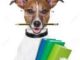 Cheap Dog Training