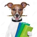 Cheap Dog Training