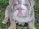 Bulldog Training