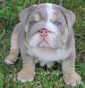 Bulldog Training