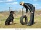 Rottweiler Obedience Training