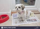 Best Way To Potty Train A Puppy
