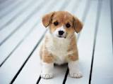 How To House Train A Puppy