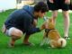 Puppy Kindergarten Classes