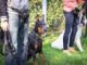 Dog Classes Near Me