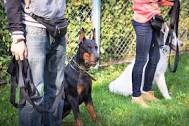 Dog Classes Near Me