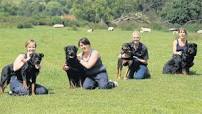 Rottweiler Training Tips