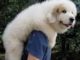 Great Pyrenees Training