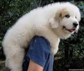 Great Pyrenees Training