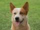 Australian Cattle Dog Training