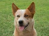 Australian Cattle Dog Training