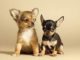 Training A Chihuahua Puppy