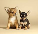 Training A Chihuahua Puppy