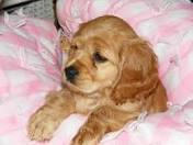 Baby Cocker Spaniel