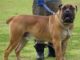 Boerboel Training