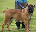 Boerboel Training