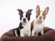 Boston Terrier Training