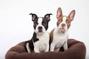 Boston Terrier Training